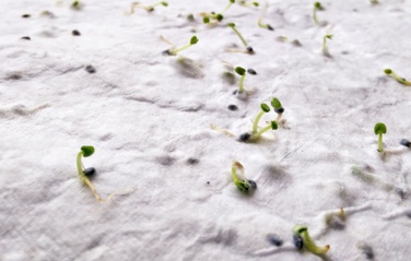 Logo trade promotional products picture of: A4 wildflower seed paper sheet
