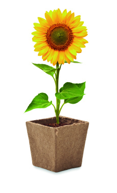Logo trade promotional merchandise photo of: Sunflower growing kit