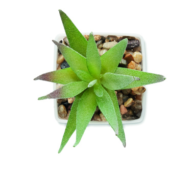 Logo trade corporate gift photo of: Mini artificial plant
