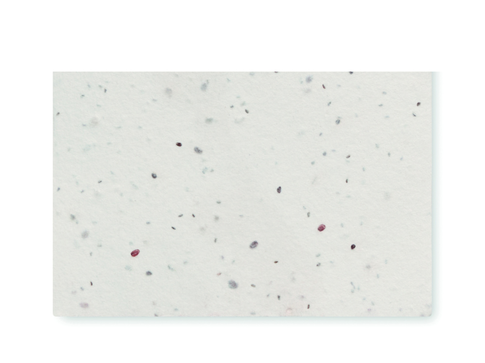 Logotrade promotional items photo of: Wildflower seed business card.