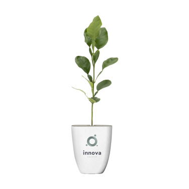 Logotrade mainostuote tuotekuva: Treemore Letterbox Trees Kaffir Lemon